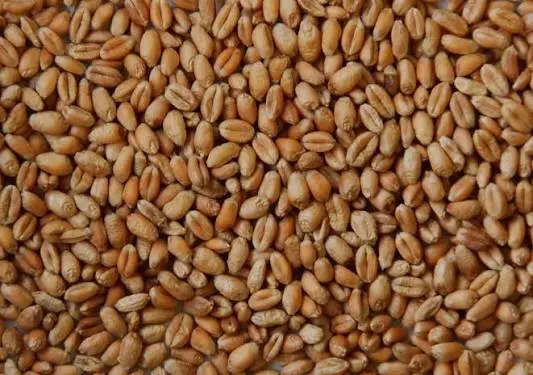 wheat price